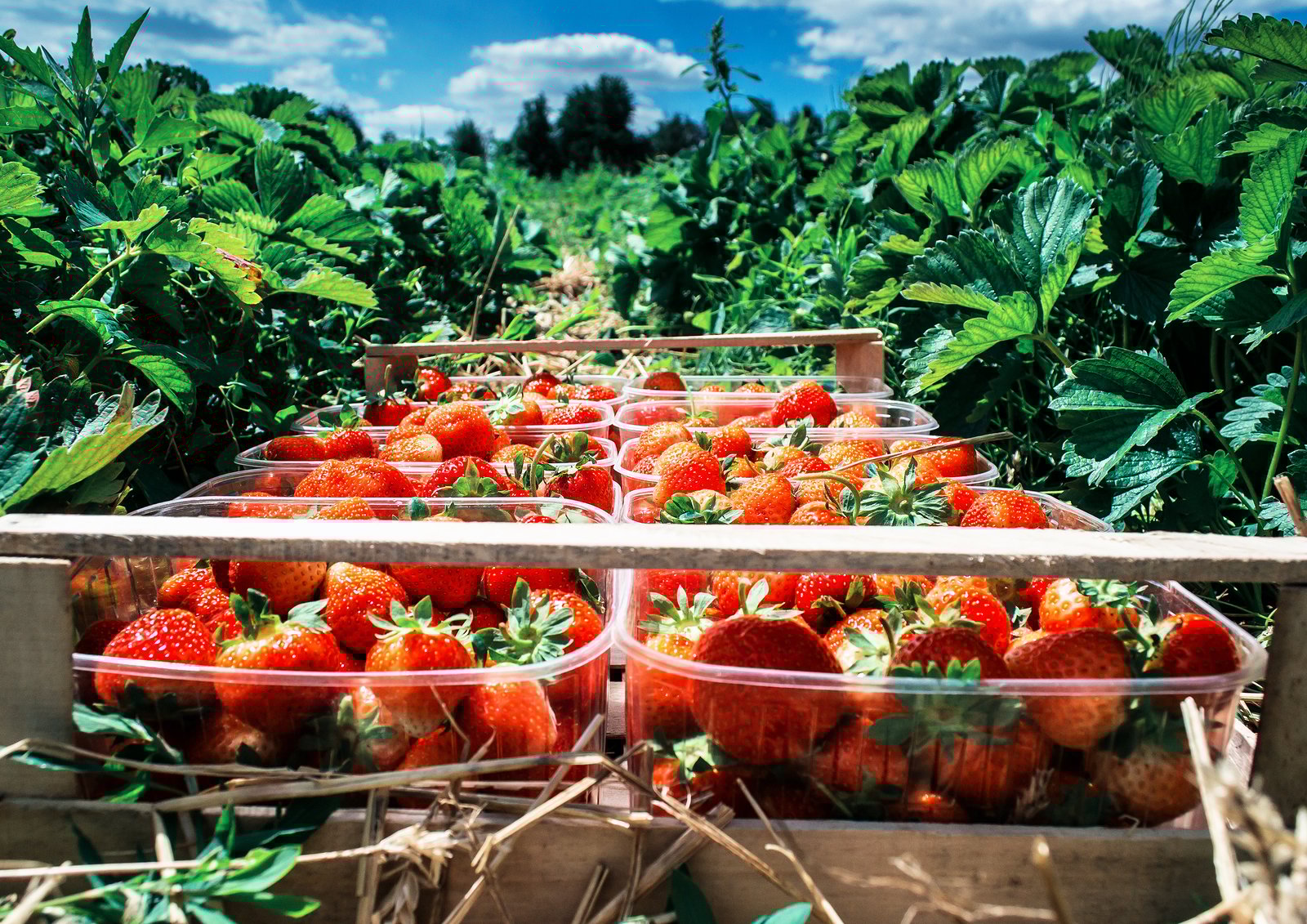 Strawberries