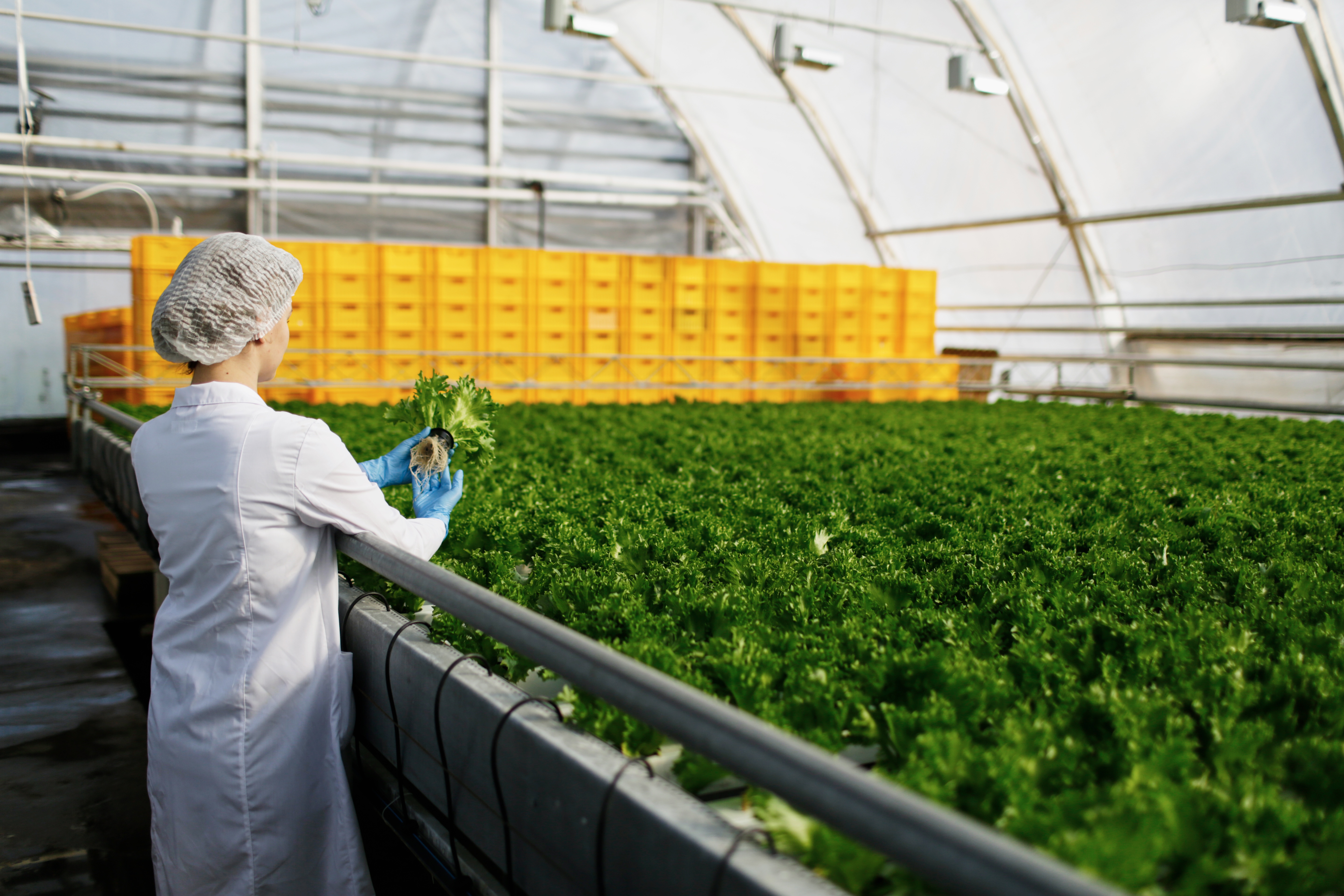 Food safety worker evaluating a plant in a controlled environment