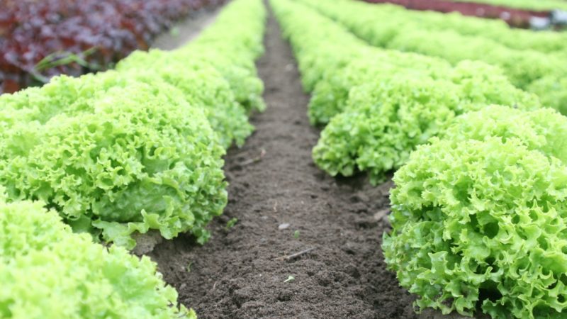 lettuce row crops